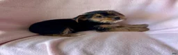 Yorkshire Terrier dogs for sale: Debbie - Girl - Ad 5