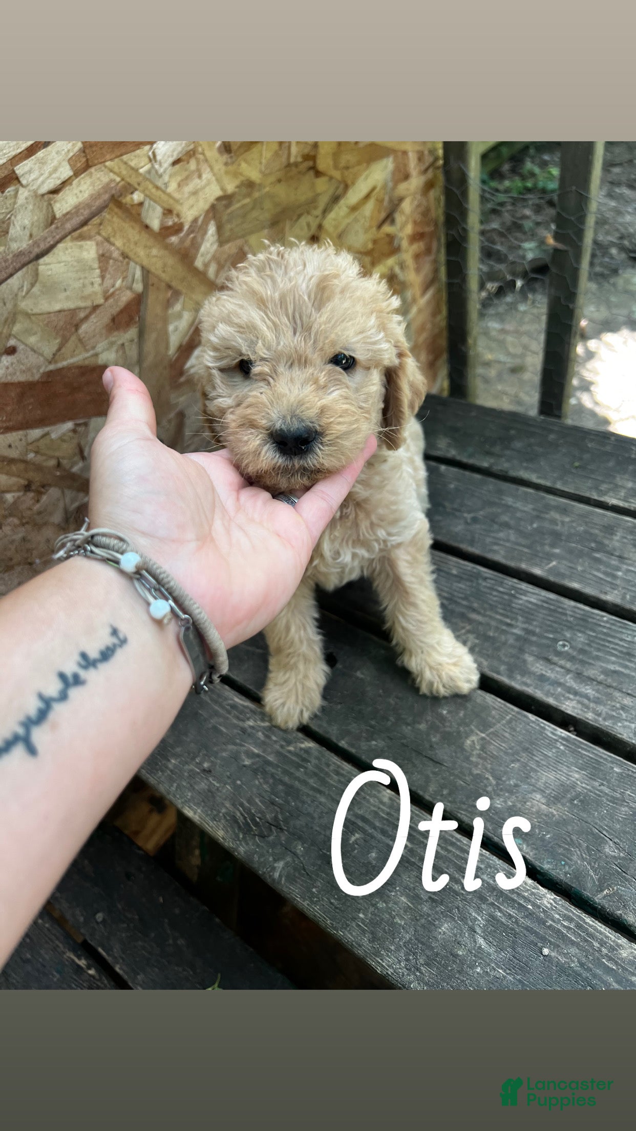 Labradoodle dogs Labradoodle 1 - Ad 6