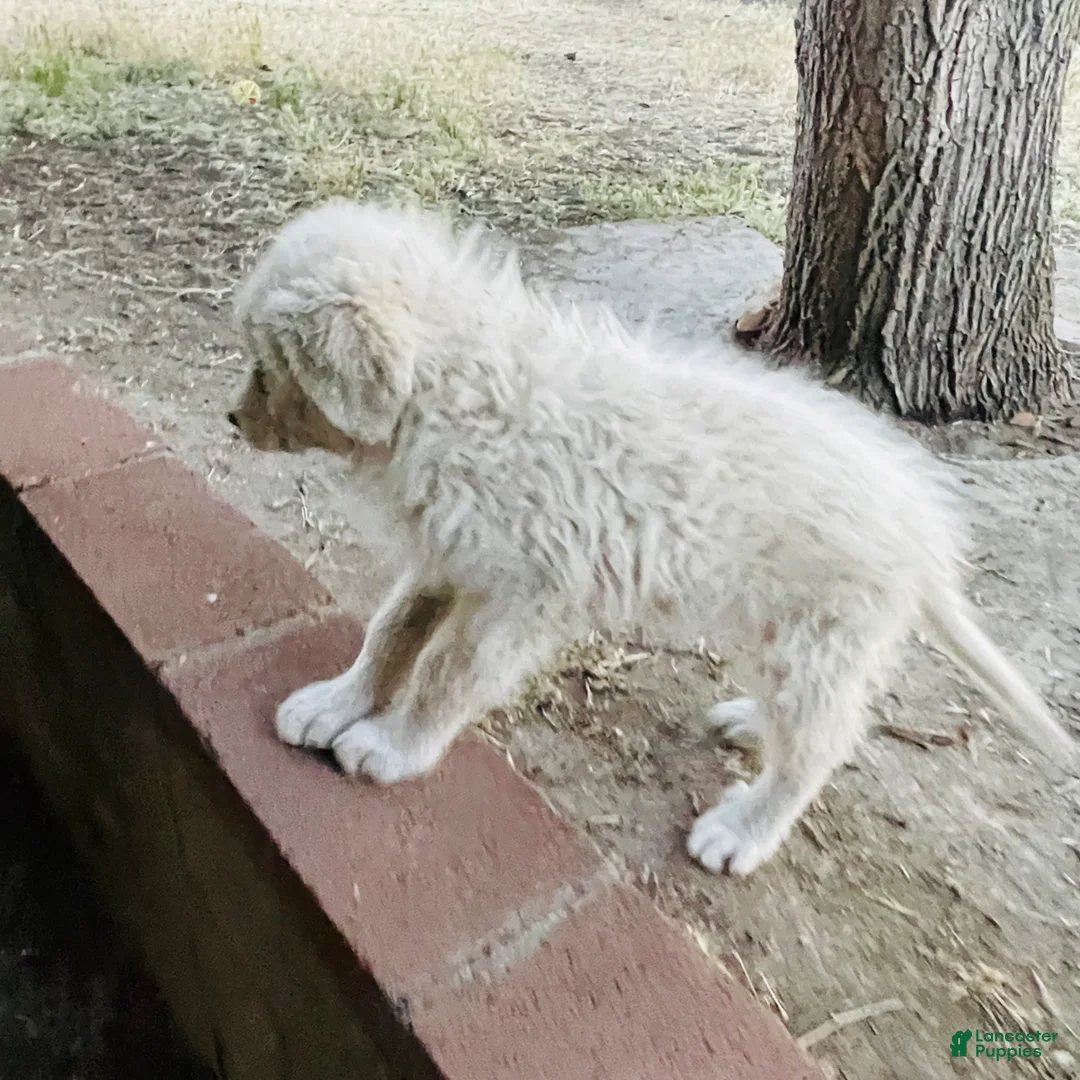 Great Pyrenees dogs for sale: Great Pyrenees Puppy 6 - Ad 1