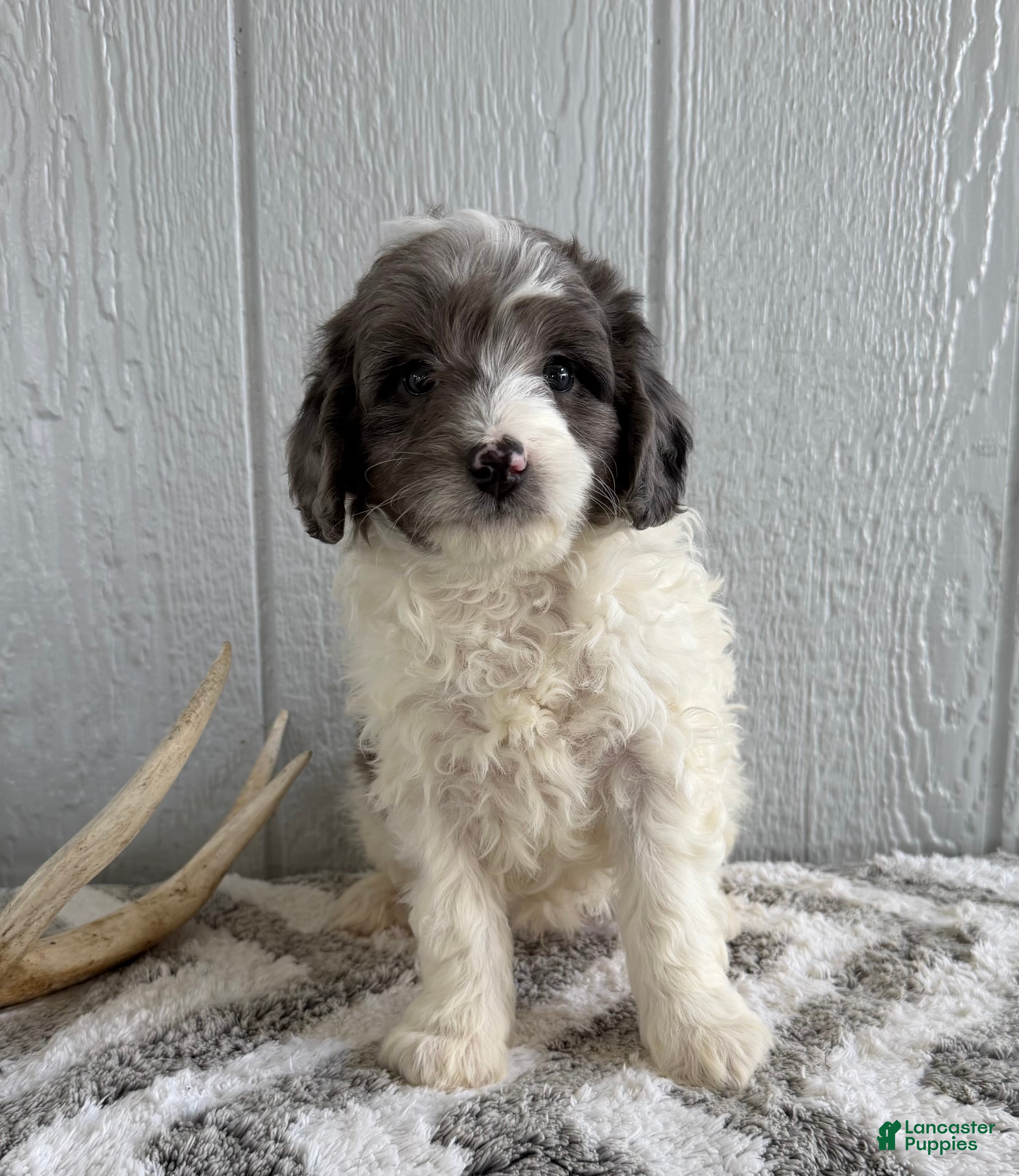 Mini Bernedoodle dogs Scout - Ad 1