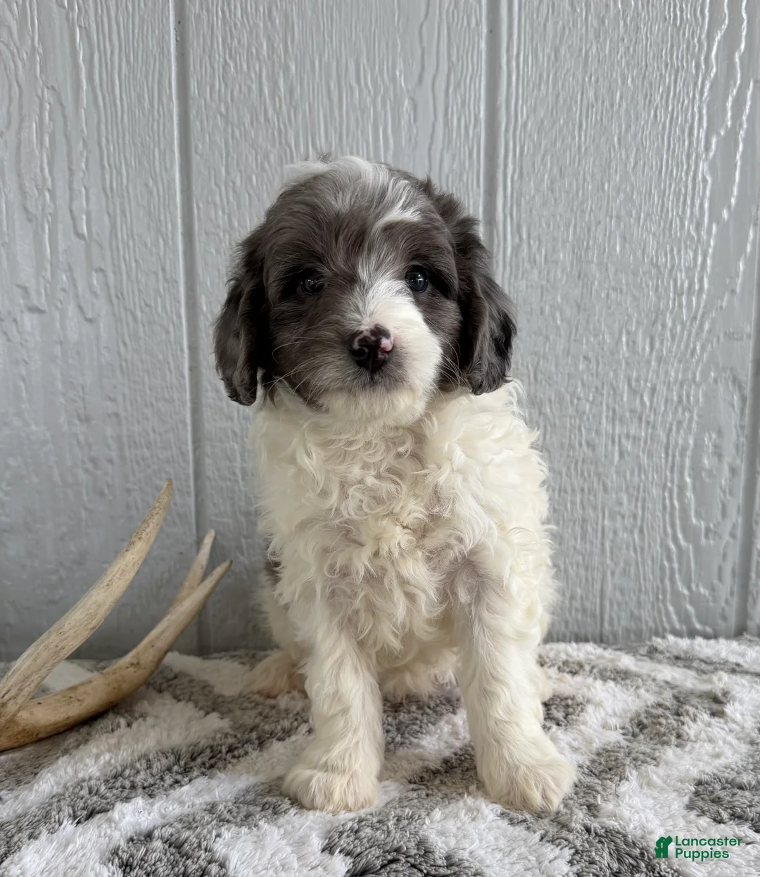 Mini Bernedoodle dogs for sale: Scout - Ad 1