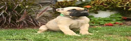 Cane Corso dogs for sale: Quincy - Ad 5
