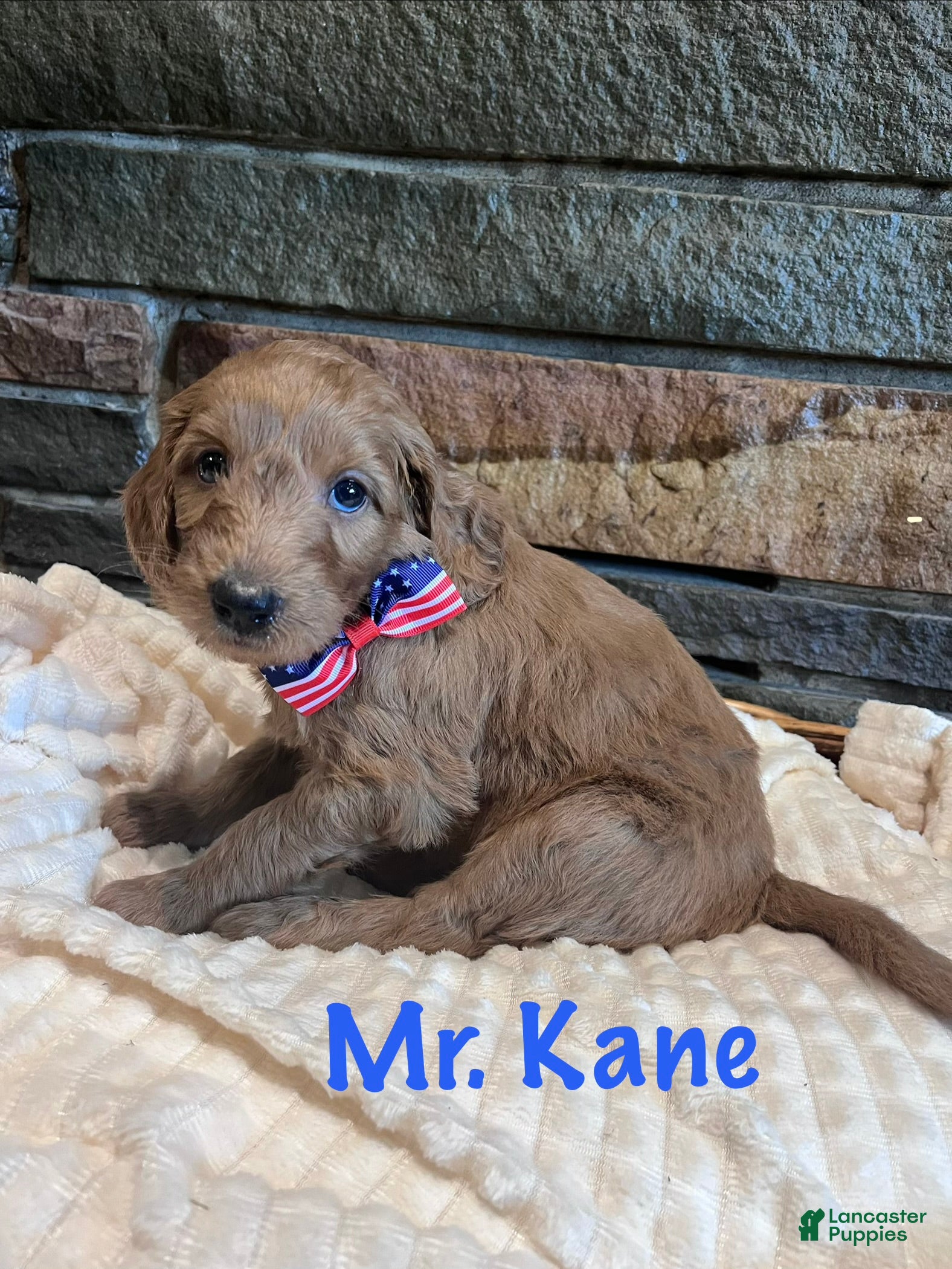Irish Doodle dogs Black Collar - “Kane” - Ad 2