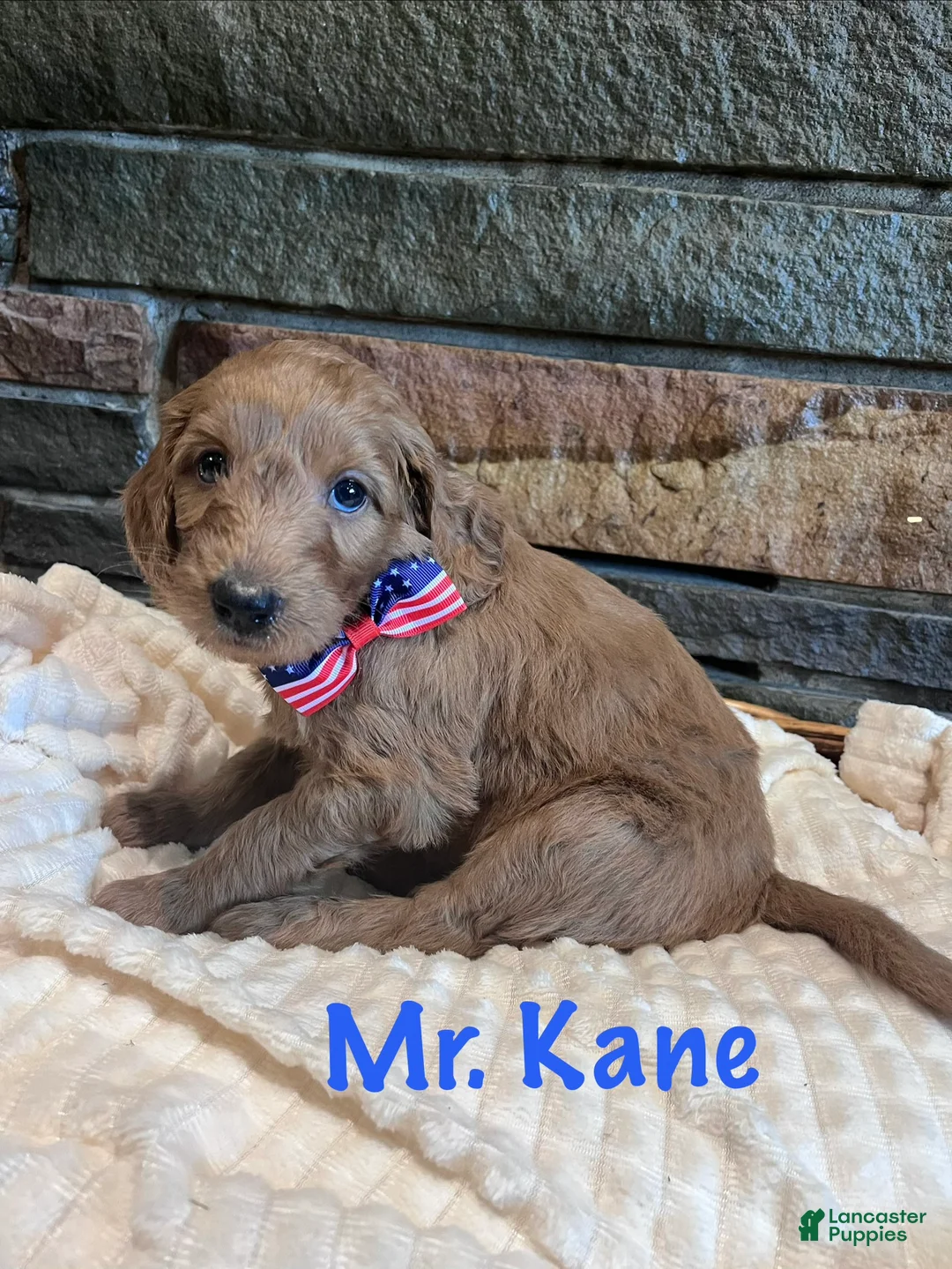 Irish Doodle dogs for sale: Black Collar - “Kane” - Ad 2