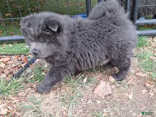 Chow Chow dogs Chow Chow Puppy 3 - Ad 2