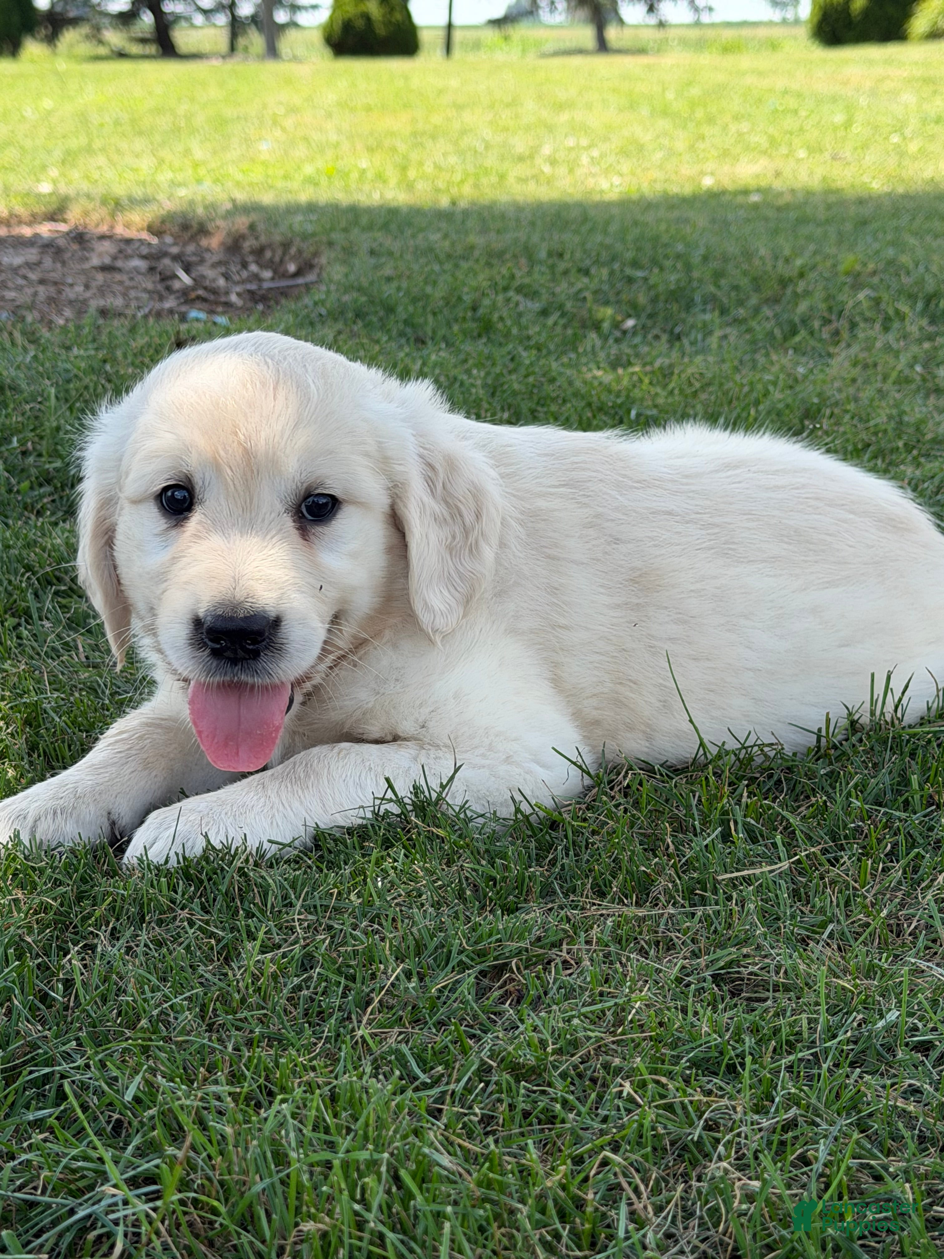 Golden Retriever dogs Peach - Ad 2