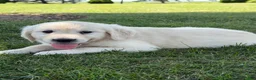 Golden Retriever dogs for sale: Peach - Ad 2