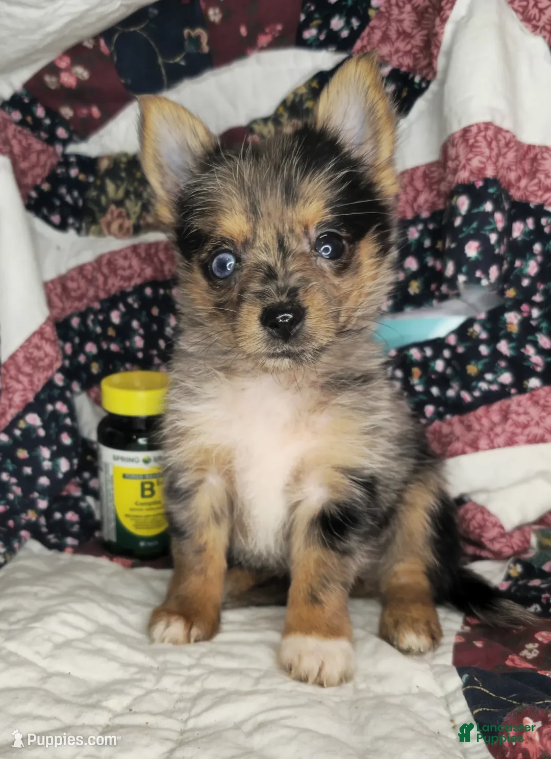 Mixed Breed dogs for sale: Ivory B&T (Yorkie + Pom) - Ad 2