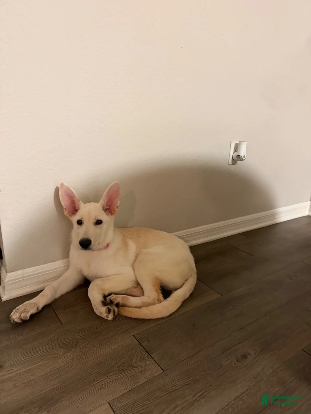 German Shepherd dogs for sale: German Shepherd 1 - Ad 5