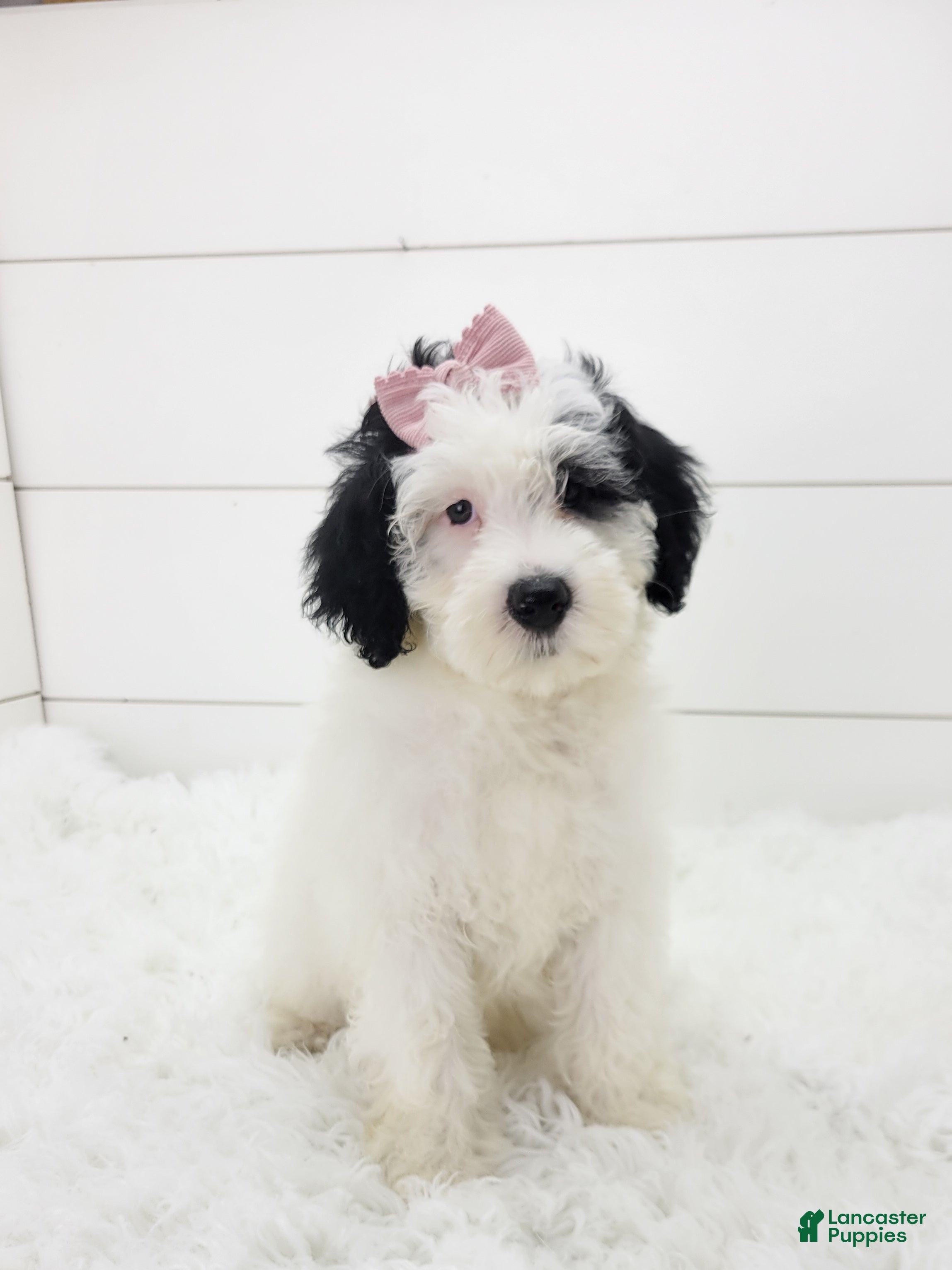 Portuguese Water Dog dogs Mikaela - Ad 1