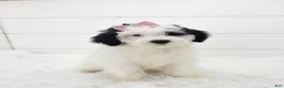 Portuguese Water Dog dogs for sale: Mikaela - Ad 1