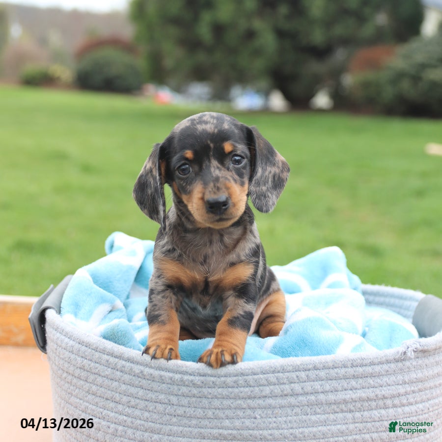 Miniature Dachshund dogs Luna  - Ad 1