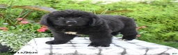 Newfoundland dogs for sale: Mikmaq - Ad 3