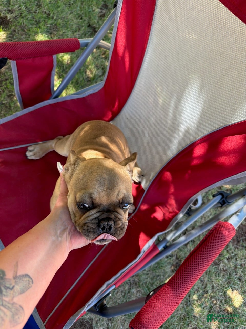 French Bulldog dogs Anna - Ad 1