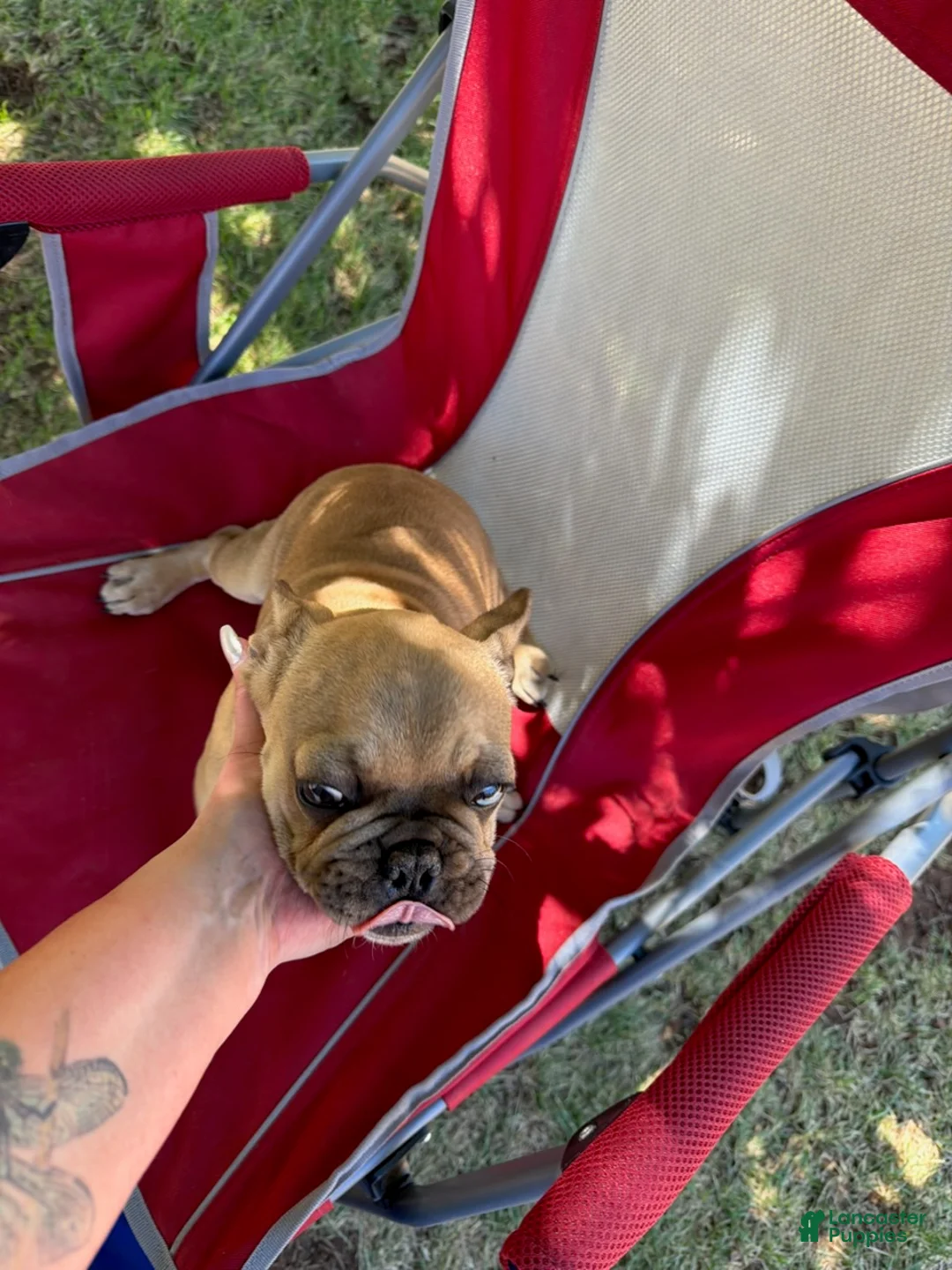 French Bulldog dogs for sale: Anna - Ad 1