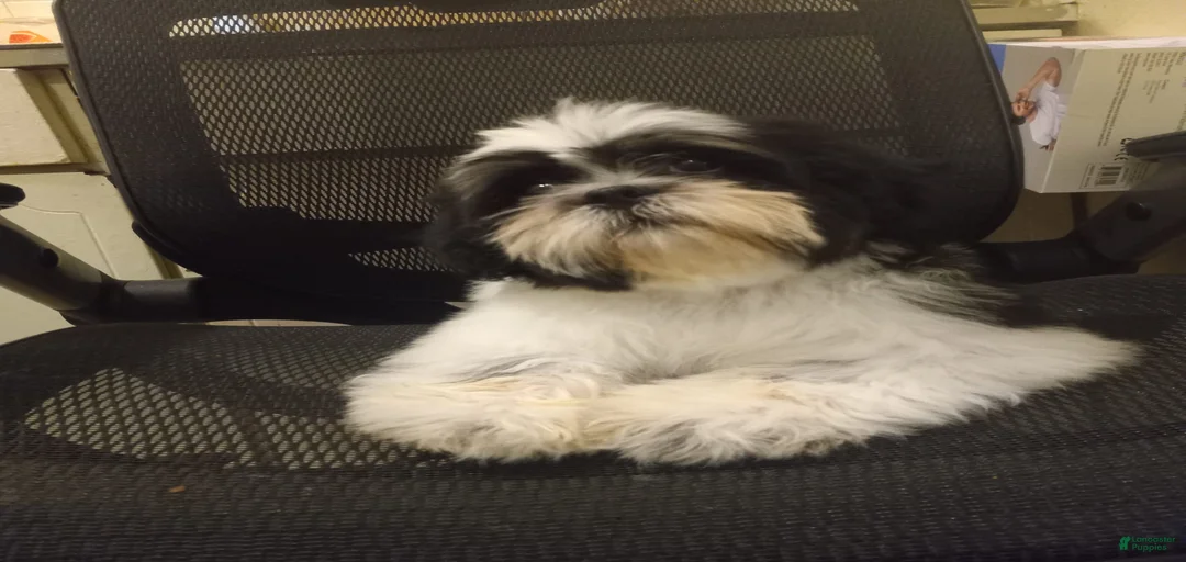 Gallery Image {{count}}