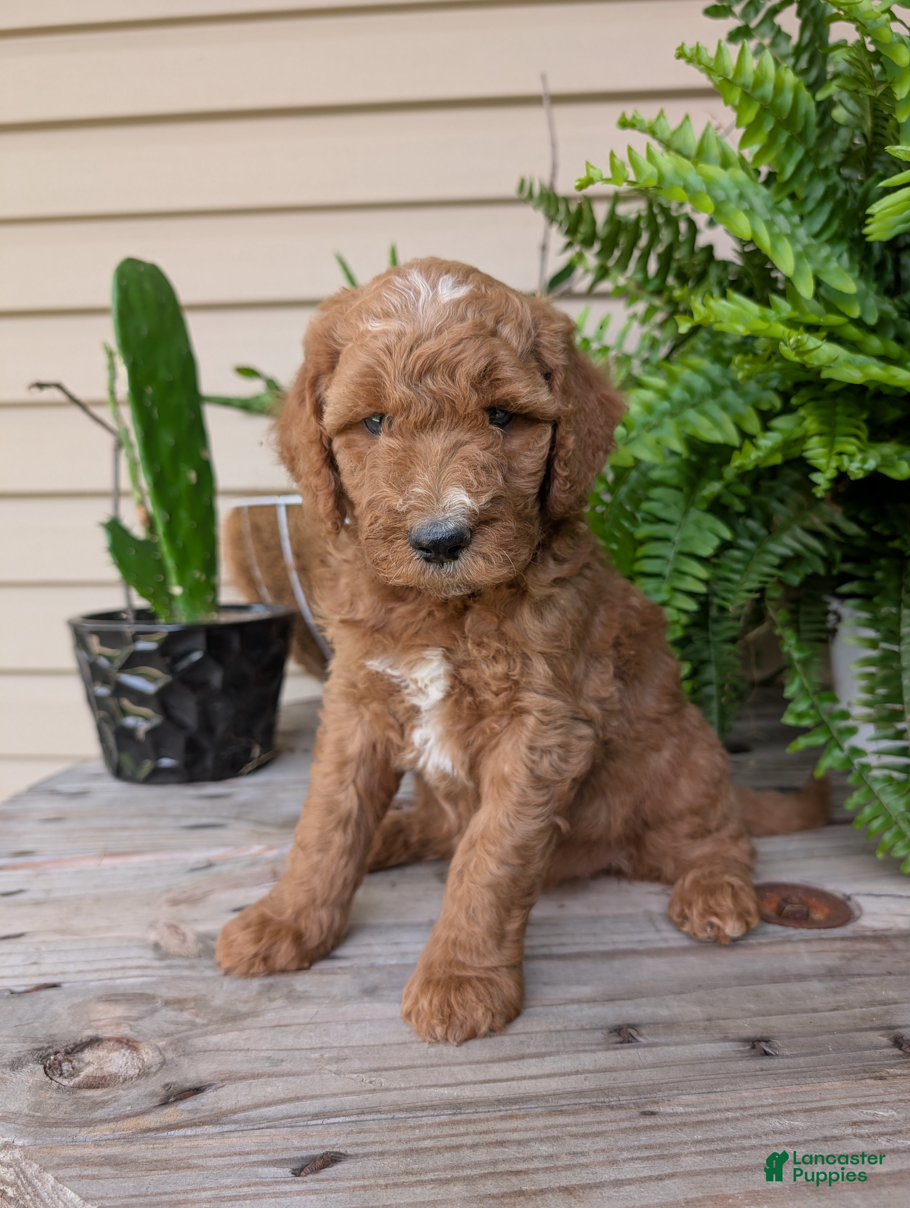 Goldendoodle dogs Lara  - Ad 1