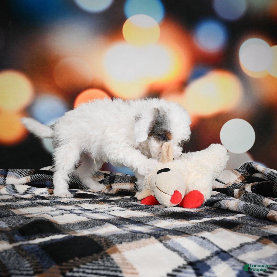 Mini Bernedoodle dogs for sale: Gunner - Ad 17