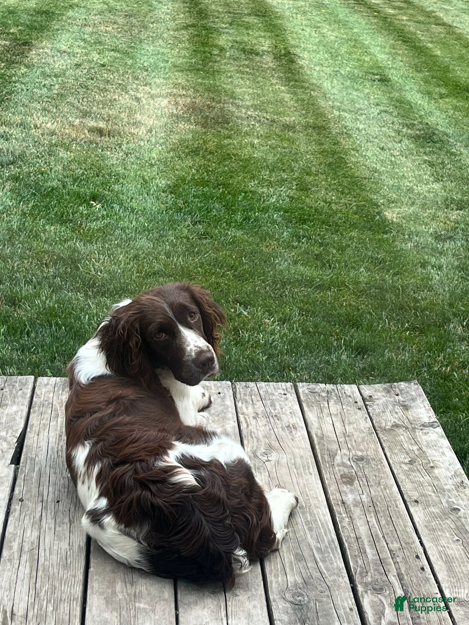 English Springer Spaniel dogs Dotty - Ad 2