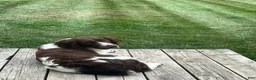 English Springer Spaniel dogs for sale: Daphne - Ad 3