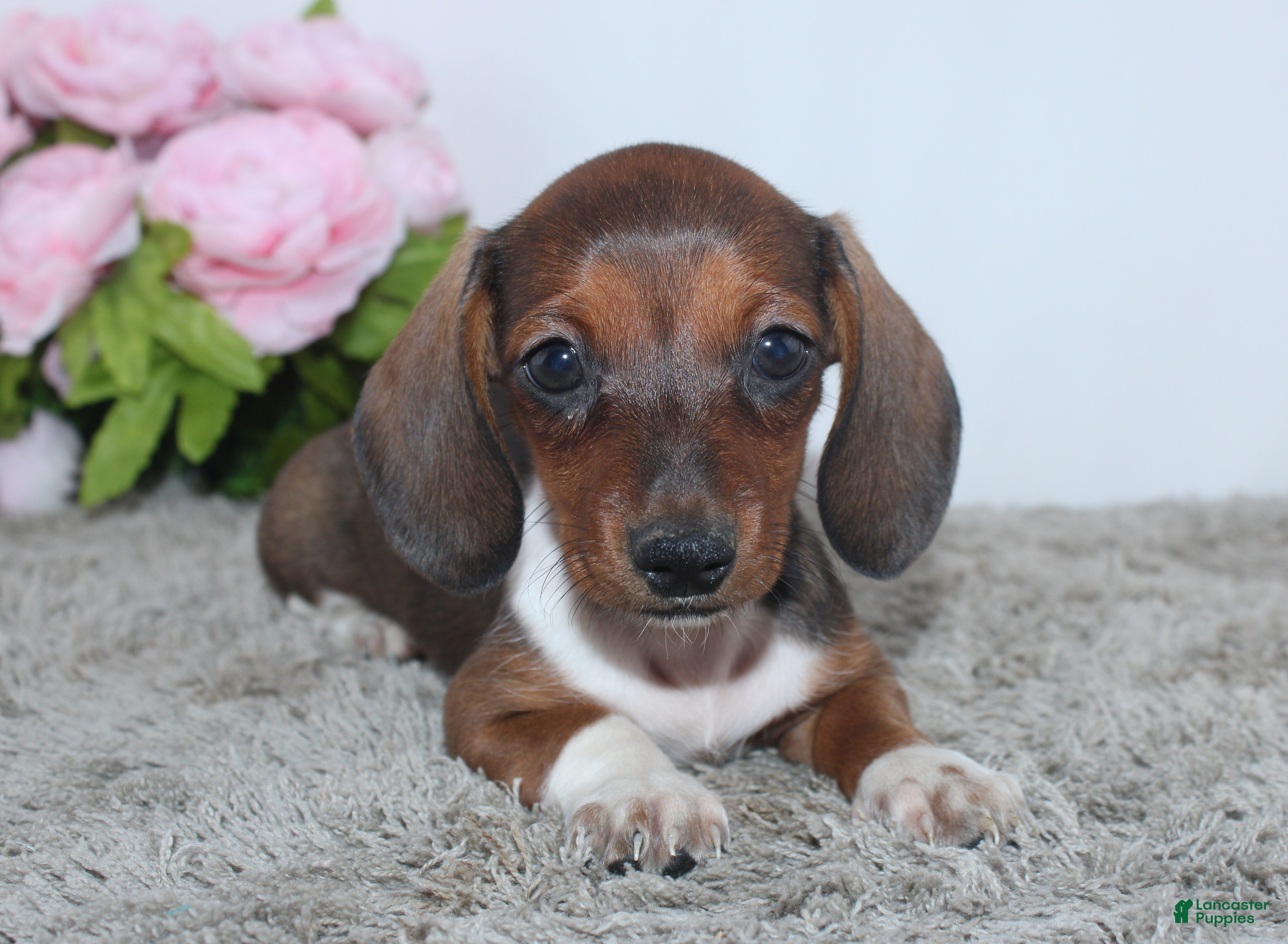 Miniature Dachshund dogs Joy - Ad 2