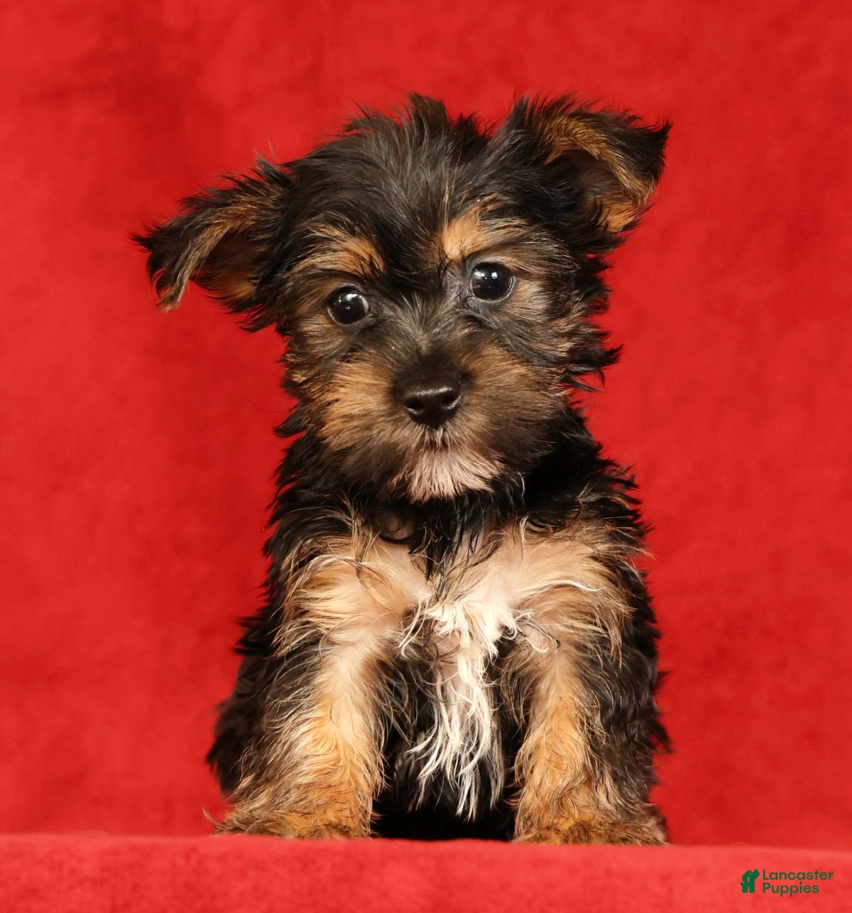 Yorkshire Terrier dogs Hailey - Ad 1