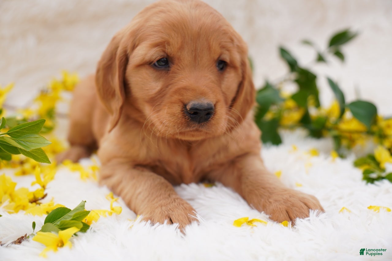 Golden Retriever dogs Iris - AKC, Genetically Clear - Ad 13