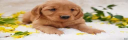 Golden Retriever dogs for sale: Iris - AKC, Genetically Clear - Ad 1