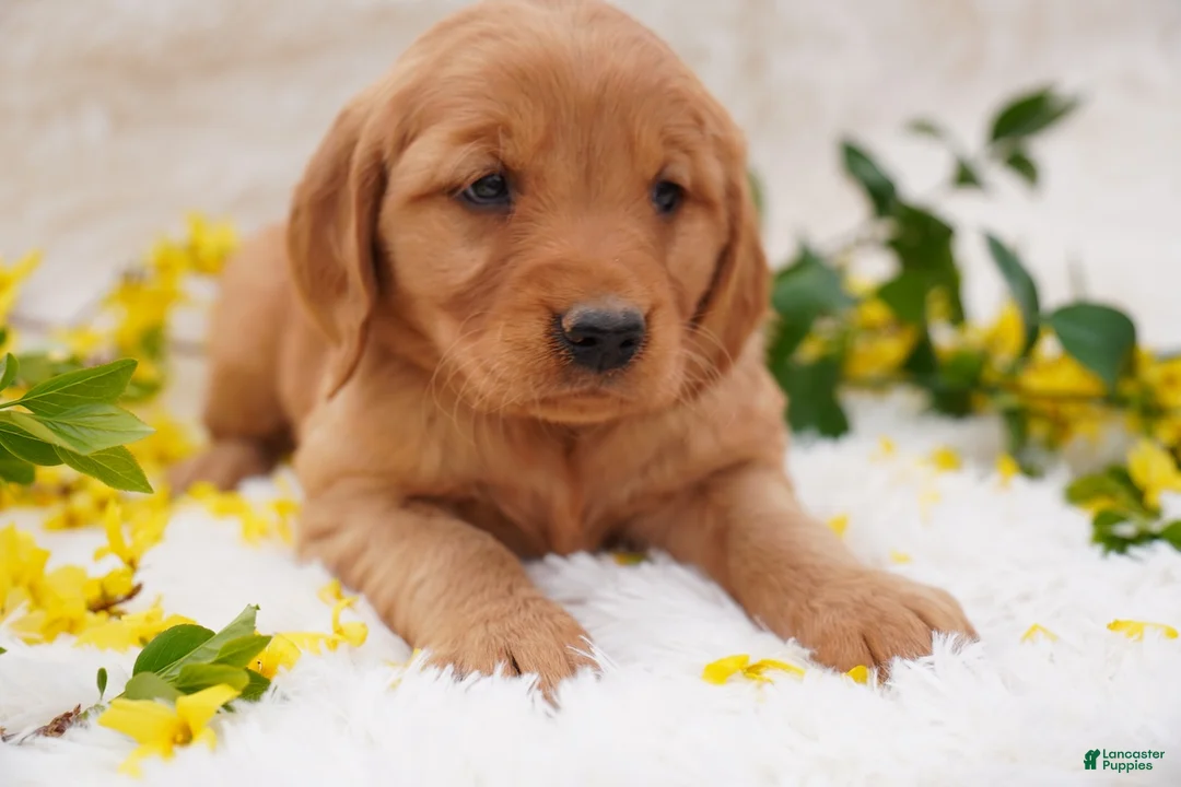 Golden Retriever dogs for sale: Iris - AKC, Genetically Clear - Ad 1