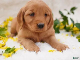 Golden Retriever dogs Iris - AKC, Genetically Clear - Ad 16