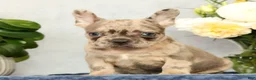 French Bulldog dogs for sale: Peter - Ad 4