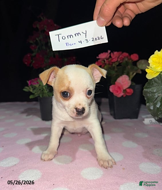 Chihuahua dogs Tommy - Ad 1