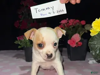 Chihuahua dogs for sale: Tommy - Ad 2