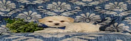 Maltipoo dogs for sale: Laim 7 lbs Full Grown - Ad 5
