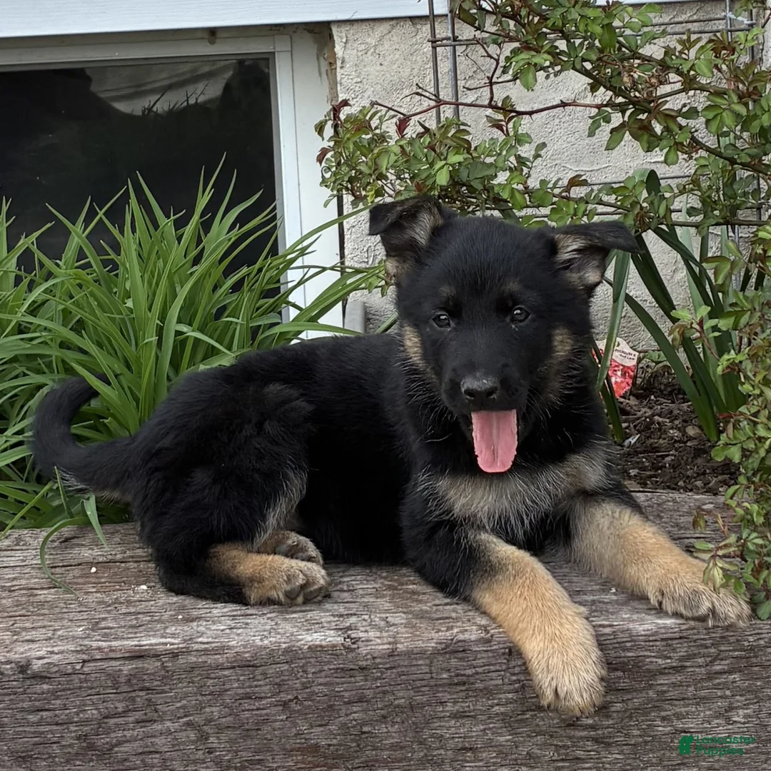 German Shepherd dogs for sale: Rhiana  - Ad 1