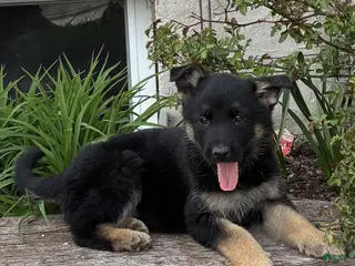 German Shepherd dogs for sale: Rhiana - Ad 3