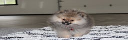 Pomeranian dogs for sale: Major - Ad 11