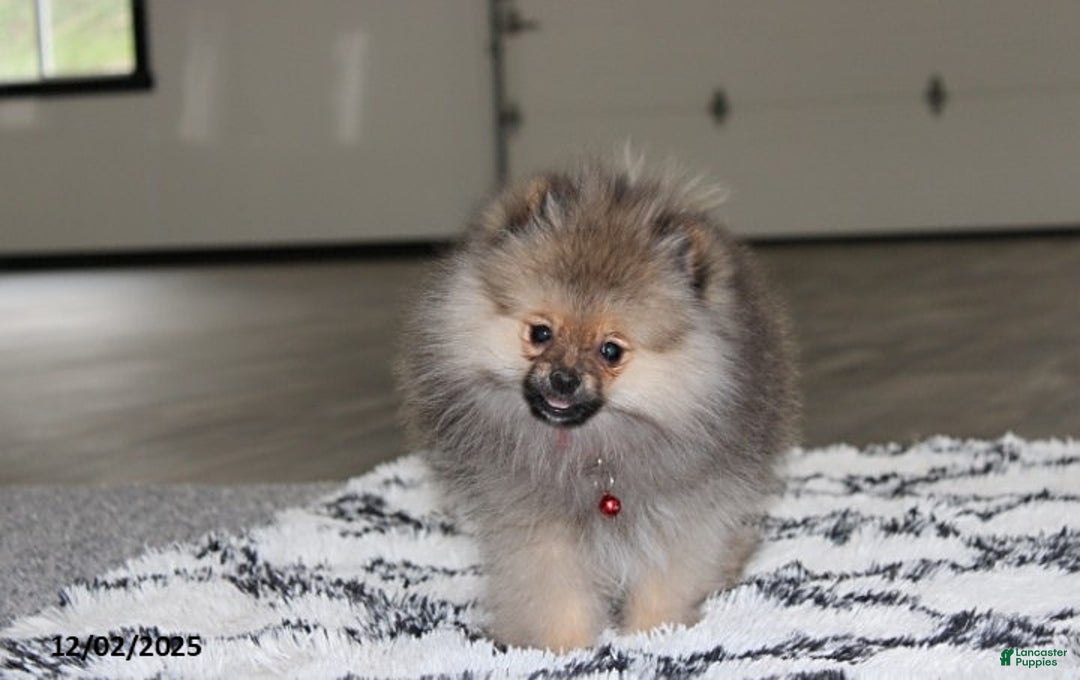 Pomeranian dogs for sale: Major - Ad 11
