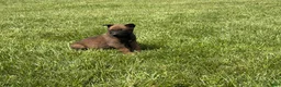 Belgian Malinois dogs for sale: Nashville - Ad 9