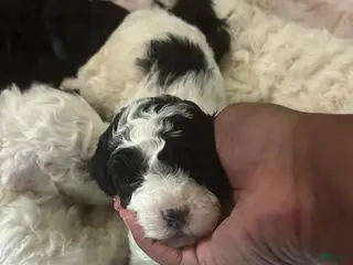 Miniature Poodle dogs Miniature Poodle Puppy 4 - Ad 6