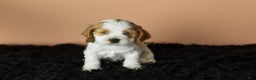 Cocker Spaniel dogs for sale: Gibson - Ad 5