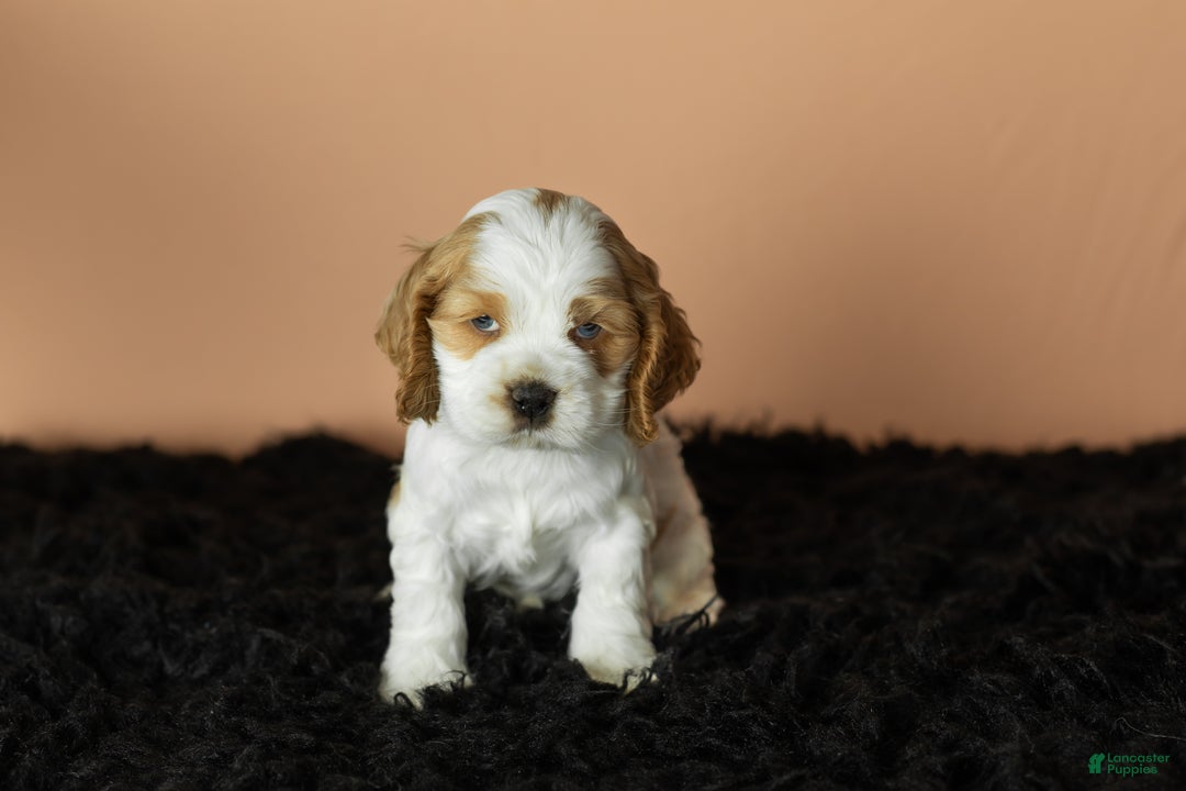 Cocker Spaniel dogs for sale: Gibson - Ad 5