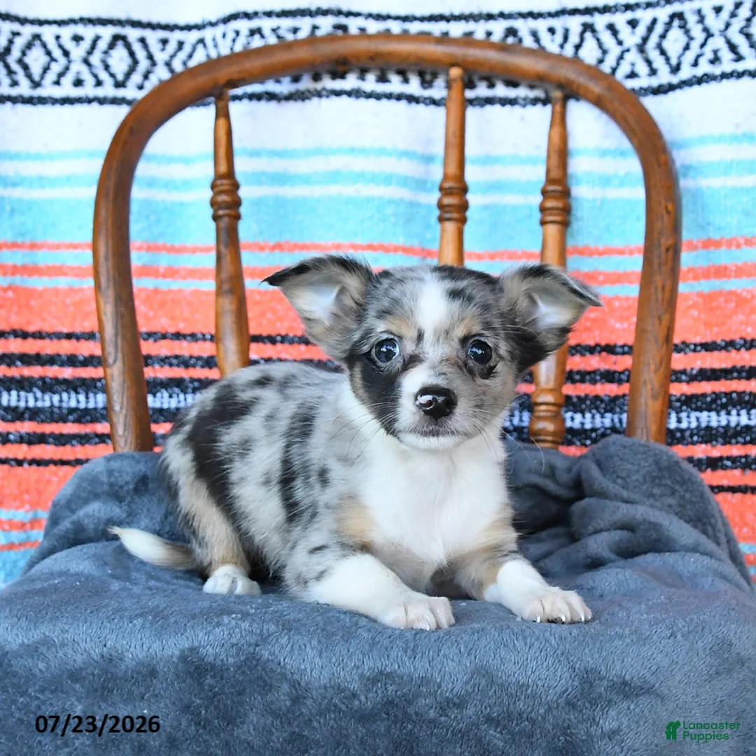 Chihuahua dogs for sale: Shadow - Ad 1