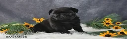 Pug dogs for sale: Kenya - Ad 4
