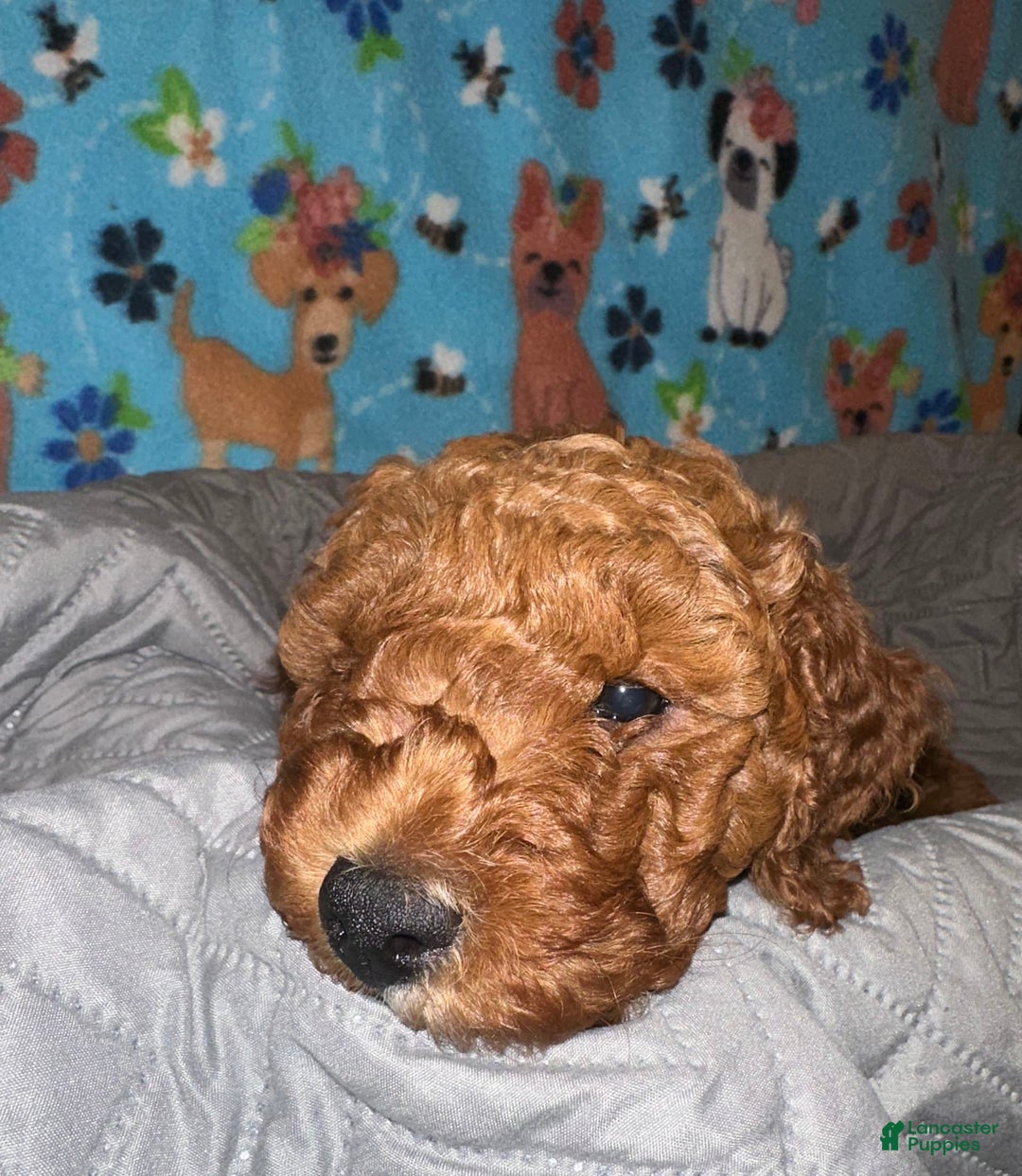 Goldendoodle dogs for sale: Lulu - Ad 2