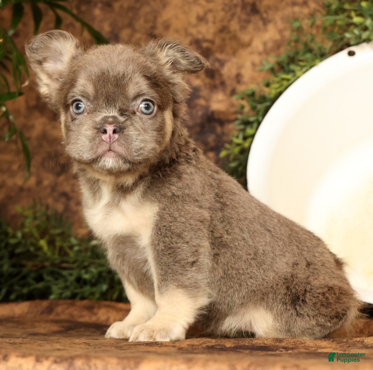 French Bulldog dogs for sale: Dana - Ad 1