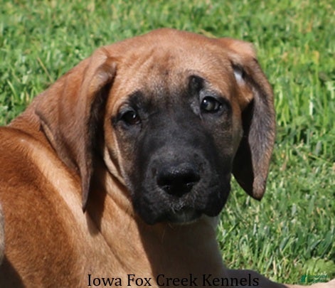 Mixed Breed dogs Bonnie - Ad 34