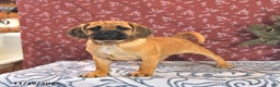 Puggle dogs for sale: Hosea - Ad 1