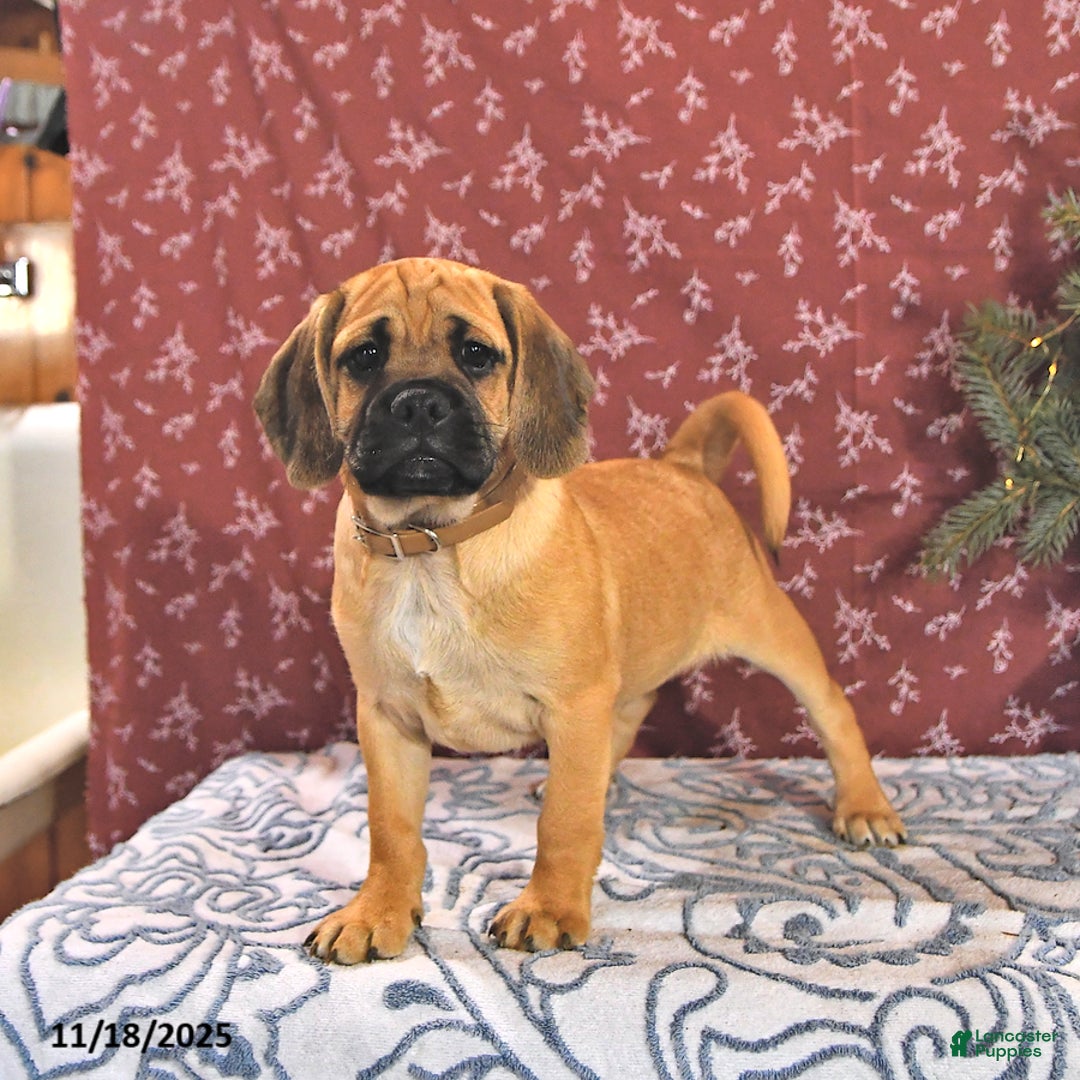 Puggle dogs for sale: Hosea - Ad 1