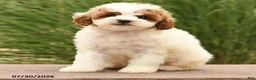 Toy Poodle dogs for sale: Marley - Ad 4